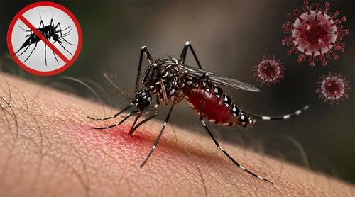 ডেঙ্গুতে আরও ৬ জনের মৃত্যু, হাসপাতালে ভর্তি ২০৮৮