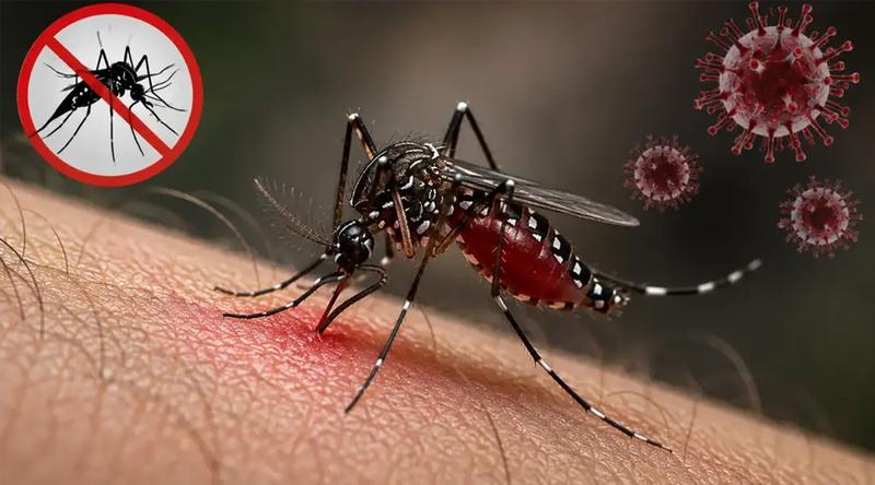 ডেঙ্গুতে আরও ৬ জনের মৃত্যু, হাসপাতালে ভর্তি ২০৮৮