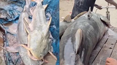 নেপালের মাছ খেয়ে অসুস্থ হচ্ছে ভারতীয়রা, সতর্কতা জারি