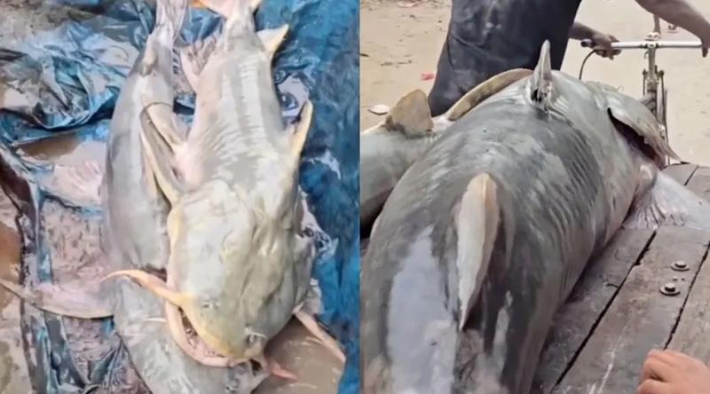 নেপালের মাছ খেয়ে অসুস্থ হচ্ছে ভারতীয়রা, সতর্কতা জারি
