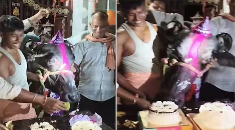 ভারতে জোড়া কেক কেটে মহিষের জন্মদিন উদ্‌যাপন