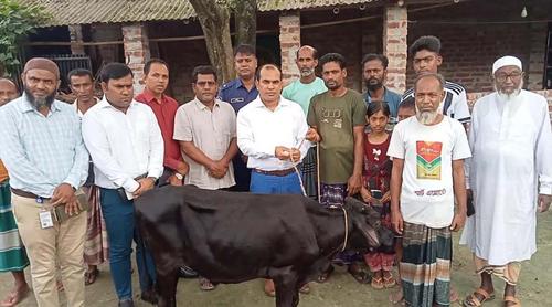 প্রতিমন্ত্রীর গাড়ির ধাক্কায় নিহত ফিরোজার পরিবারকে গাভী দিল উপজেলা প্রশাসন