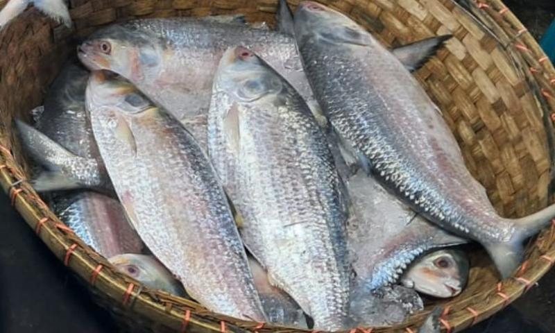 ৮ অক্টোবর থেকে ইলিশ আহরণ-কেনাবেচায় নিষেধাজ্ঞা