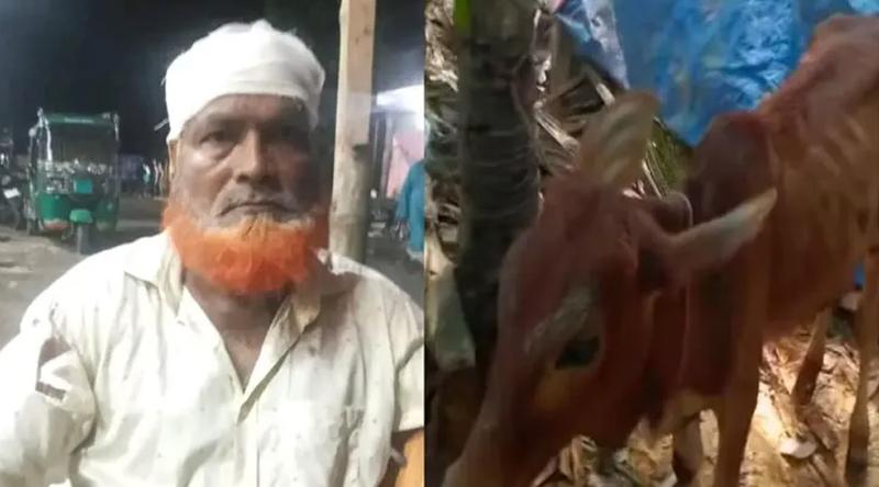 চুরি হওয়া গরু উদ্ধার বিএনপি নেতার গোয়াল থেকে