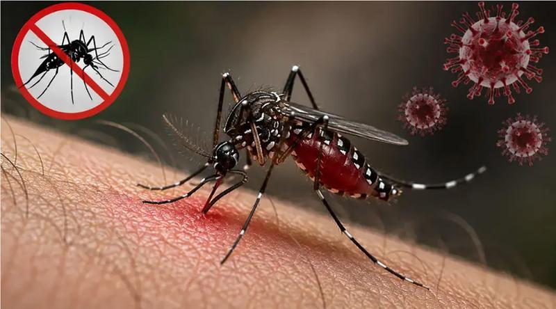 ডেঙ্গুতে সাতদিনে ৩৩ জনের মৃত্যু