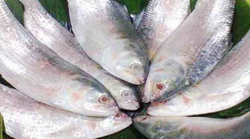 ভারত থেকে ইলিশ আমদানি বন্ধ