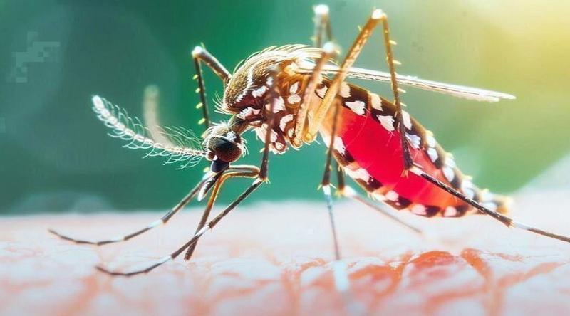 ২৪ ঘণ্টায় ডেঙ্গুতে ২ জনের মৃত্যু, হাসপাতালে ভর্তি ৯৫৫