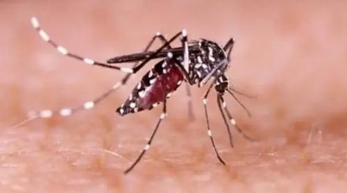 ২৪ ঘণ্টায় ডেঙ্গুতে আরও ৩ জনের মৃত্যু, হাসপাতালে ভর্তি ১৪৩২