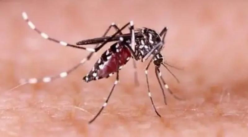২৪ ঘণ্টায় ডেঙ্গুতে আরও ৩ জনের মৃত্যু, হাসপাতালে ভর্তি ১৪৩২